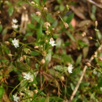 Trigastrotheca
